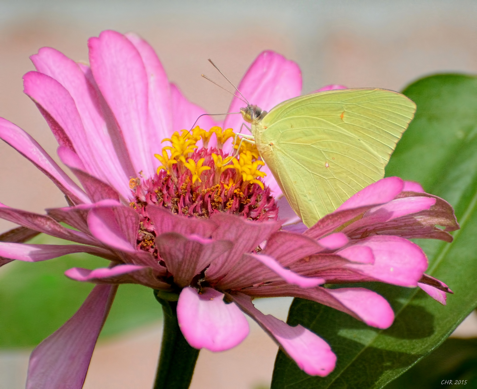 Cloudless Sulphur