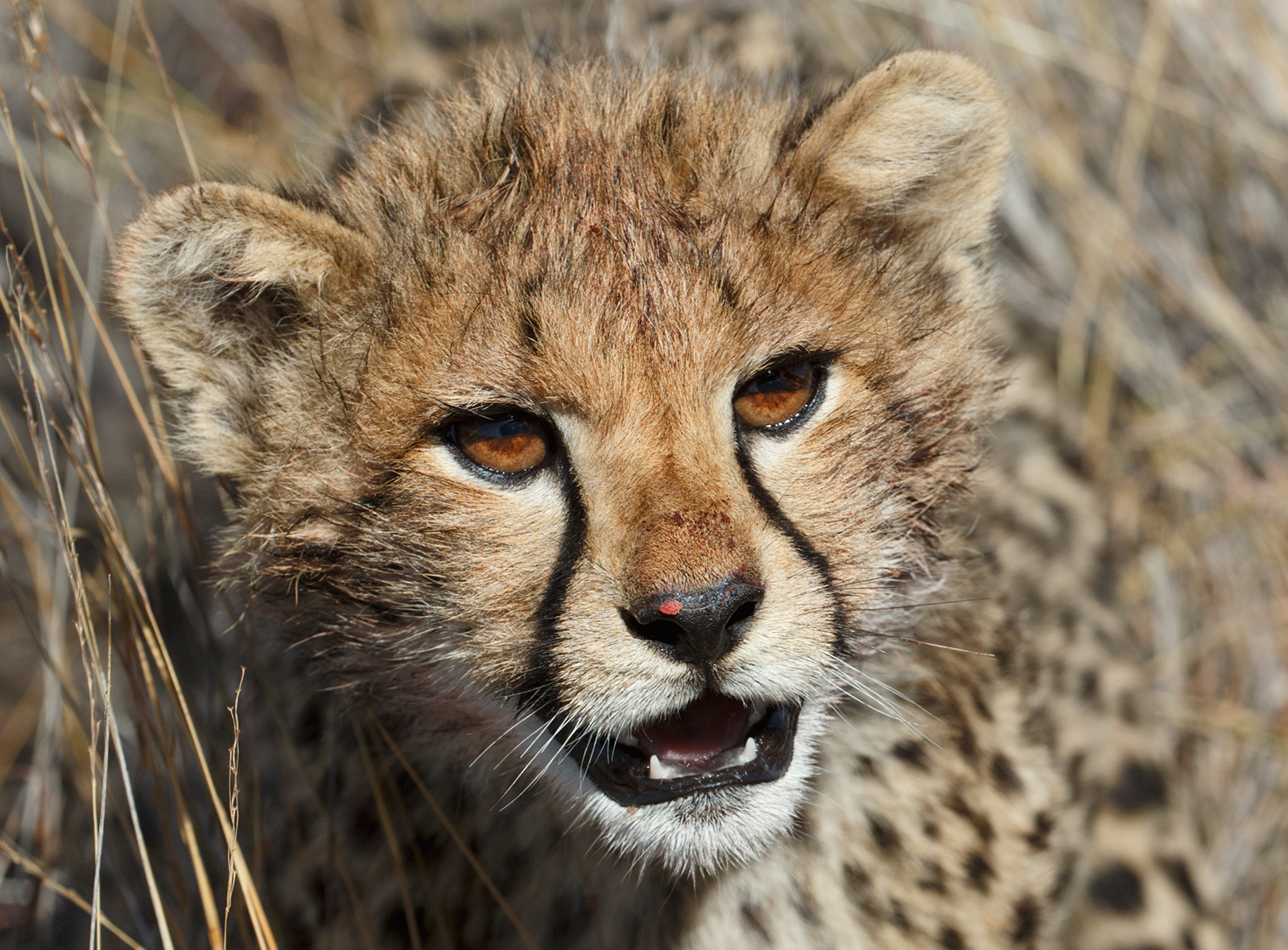 Cheetah Cub