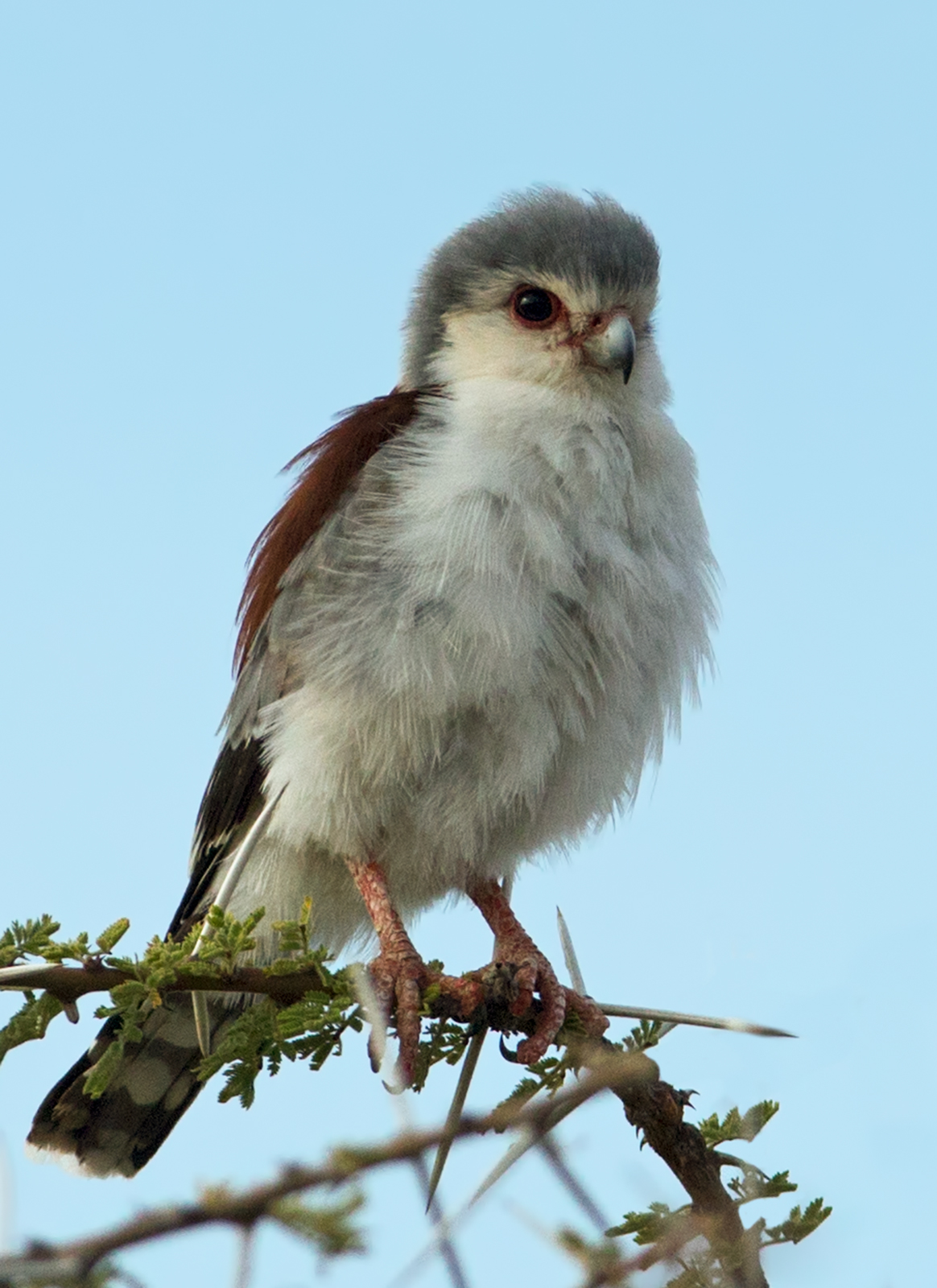 African Pygmy Falcon