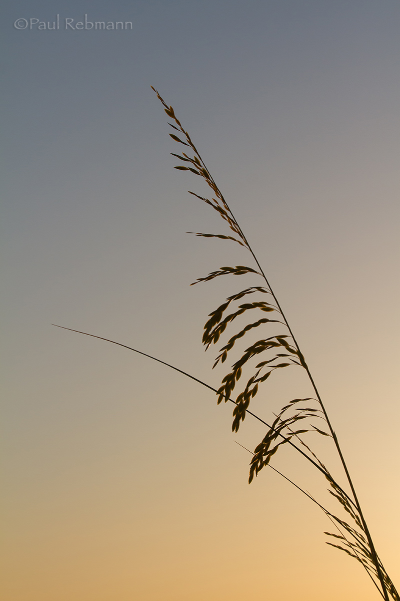 Seaoats at Dawn