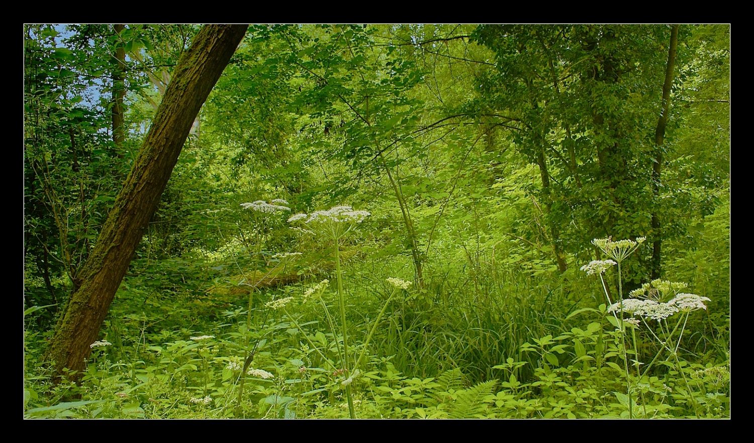 Woodland Scene