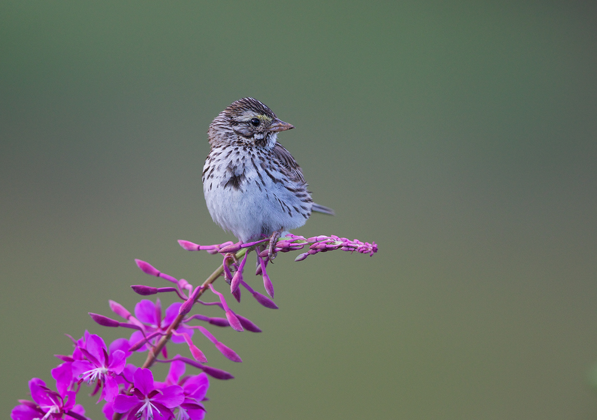 Juv. Savannah Sparrow