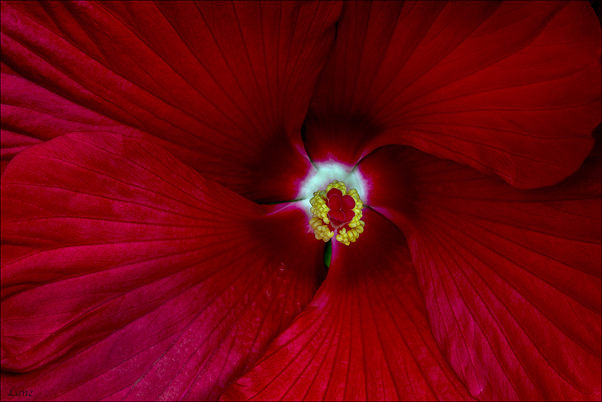 Swirling Hibiscus