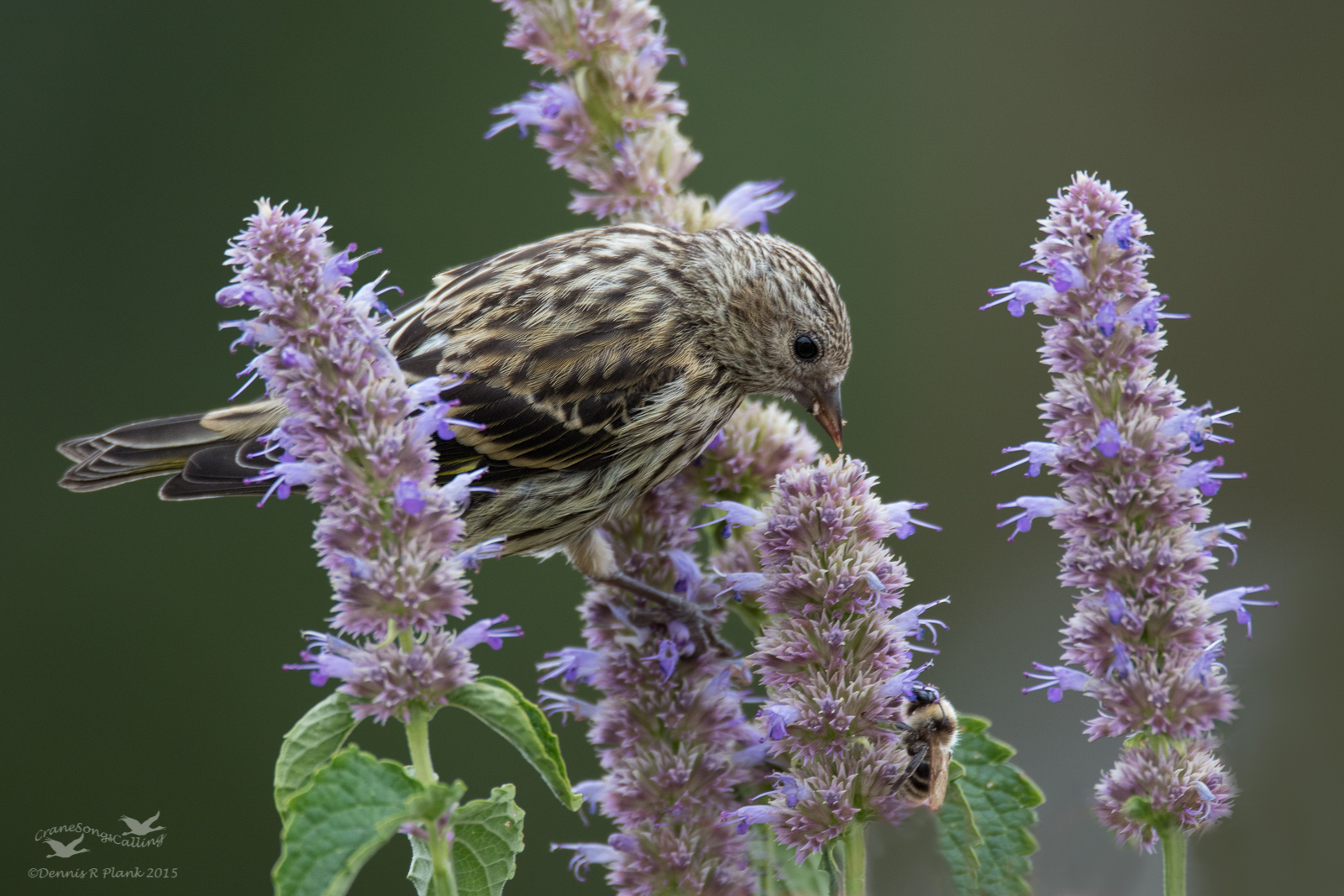 Pollinator and Harvester