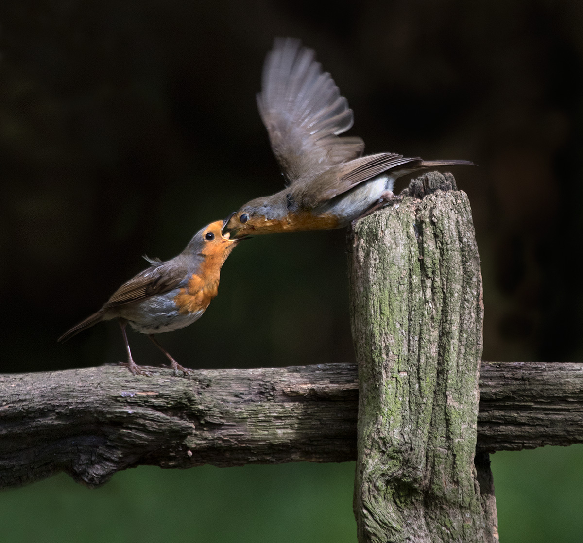 ROBINS FEEDING