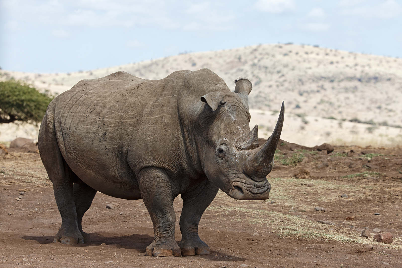 White Rhino