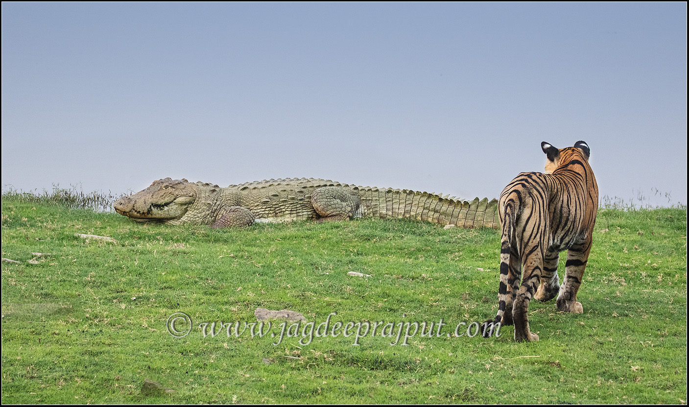A face - off