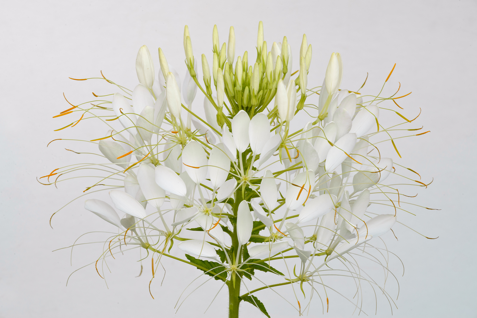 White  Cleome