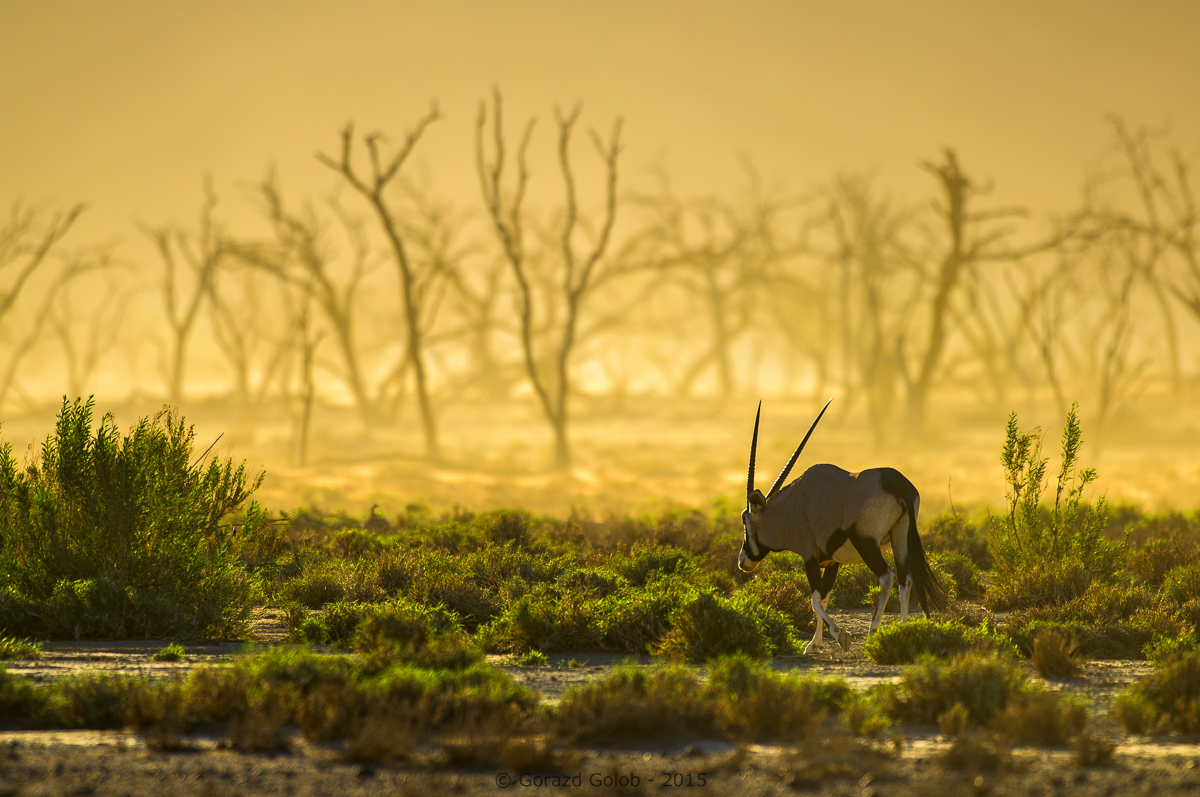 Wildlife - 1st Place