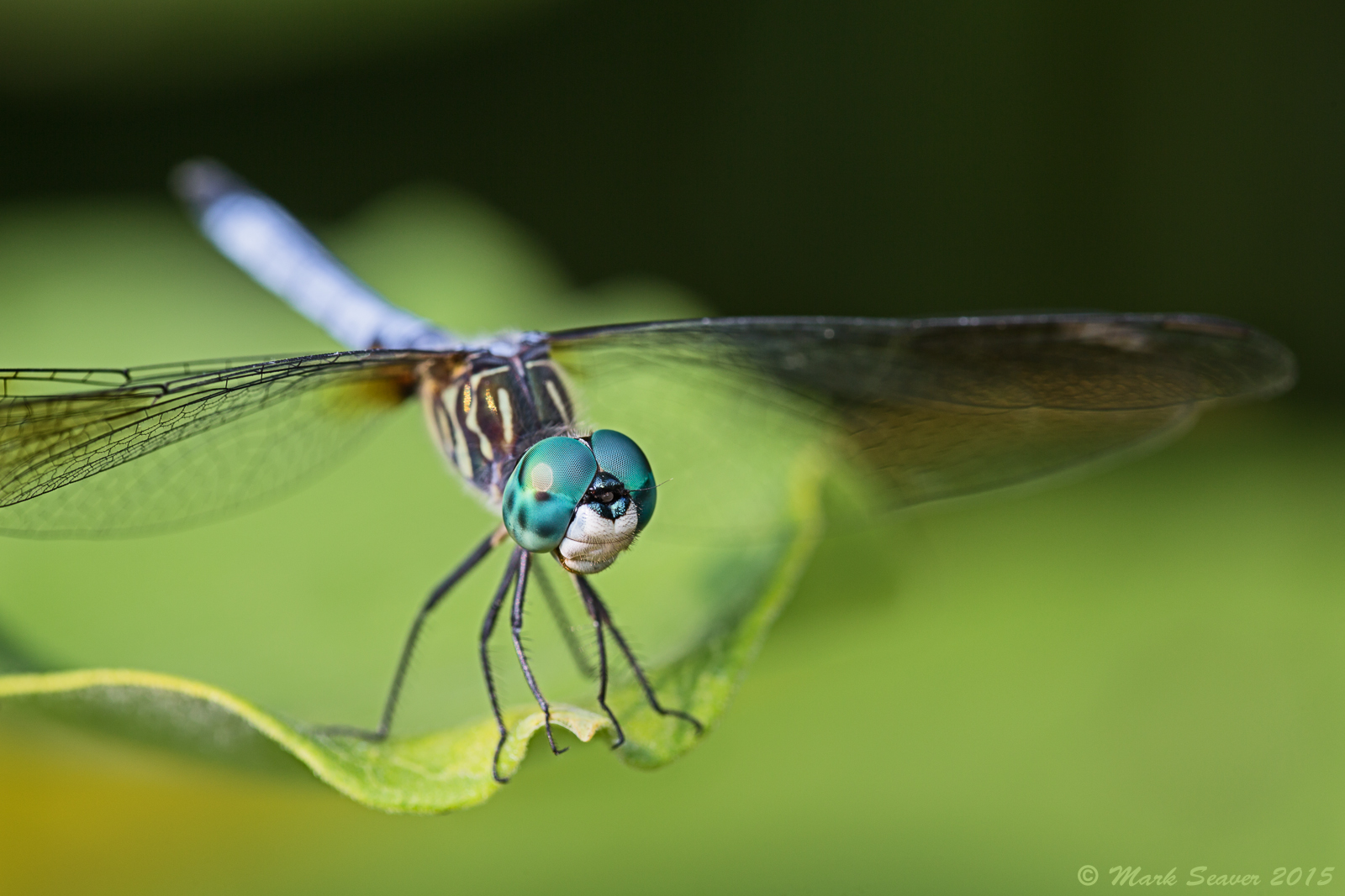 Dashing Eyes