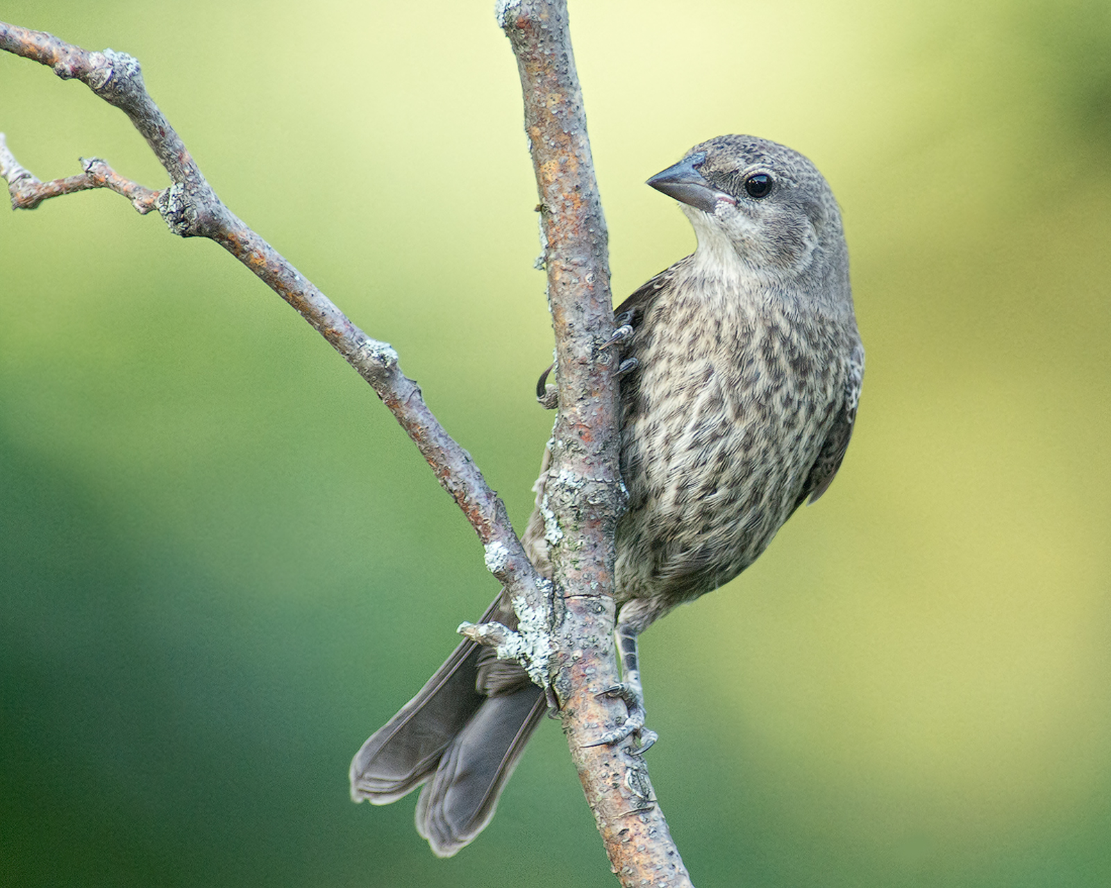 Cowbird