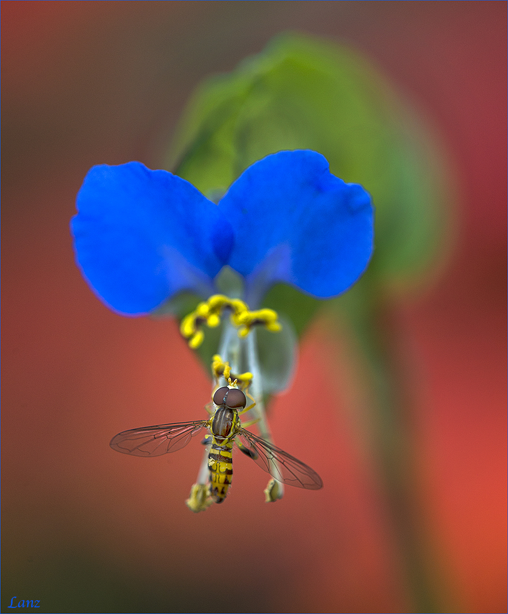 Hoverfly on Dayflower