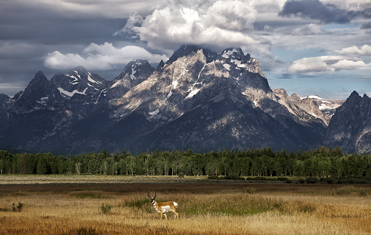 Grand TETON + 1 Image