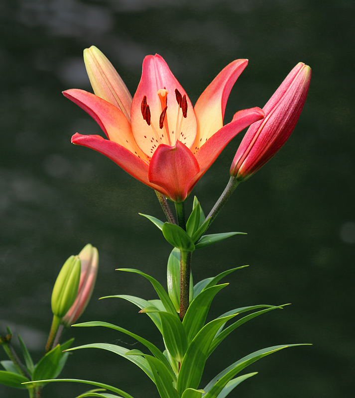 Lily