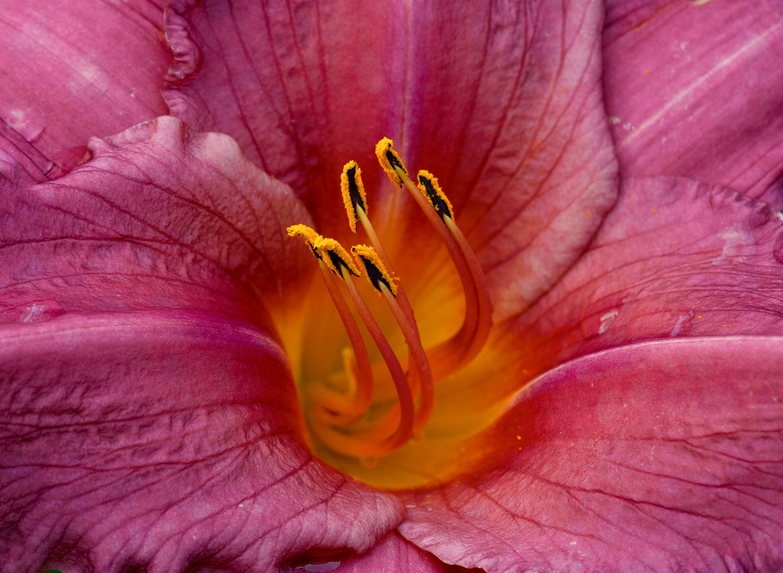 Hemerocallis autumn wine
