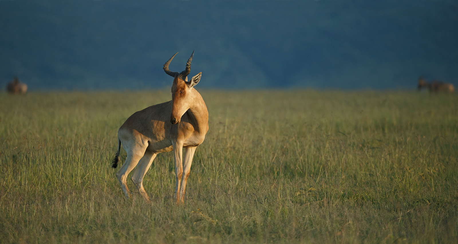 Coke's Hartebeest