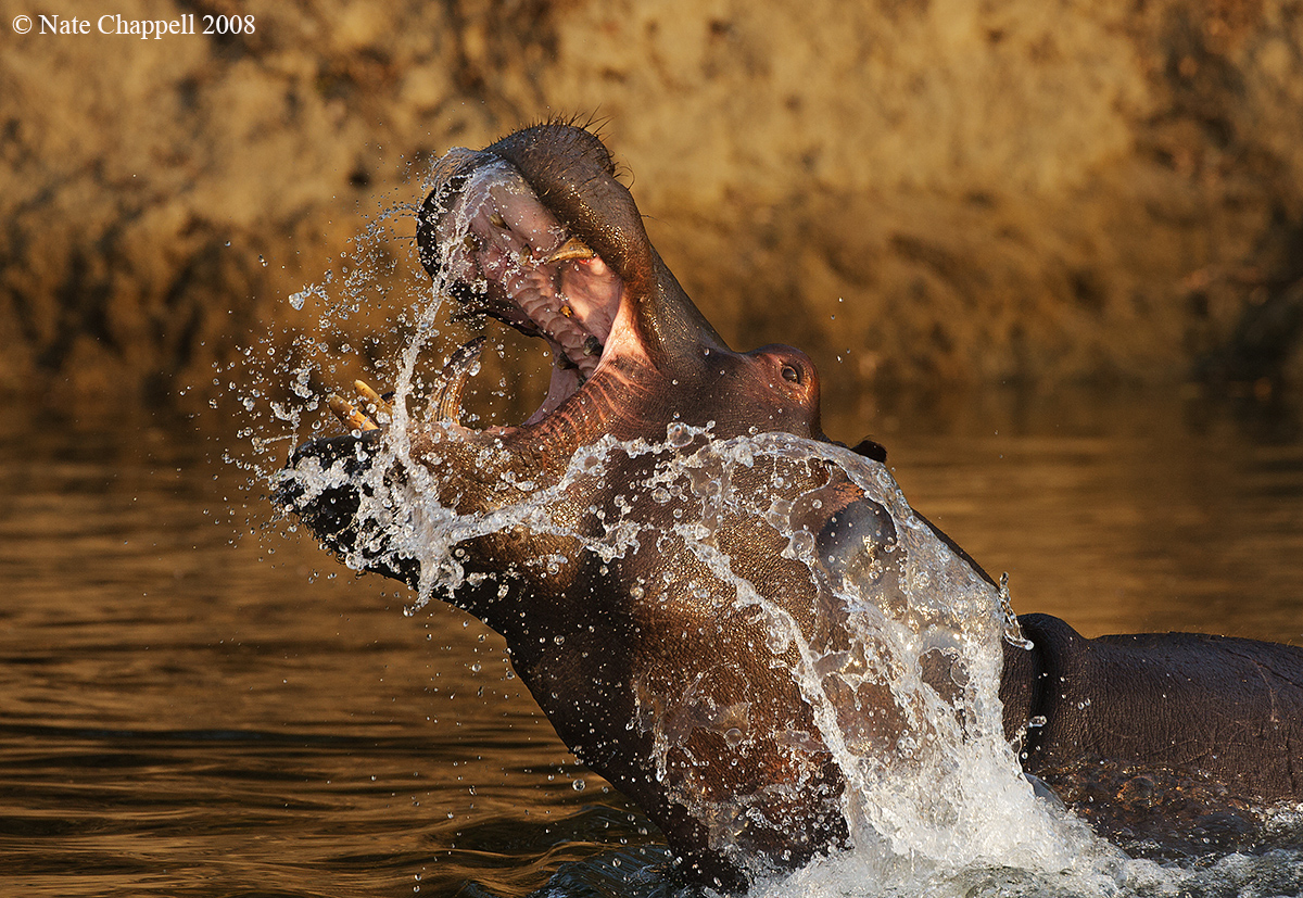 Hippo Threat Display