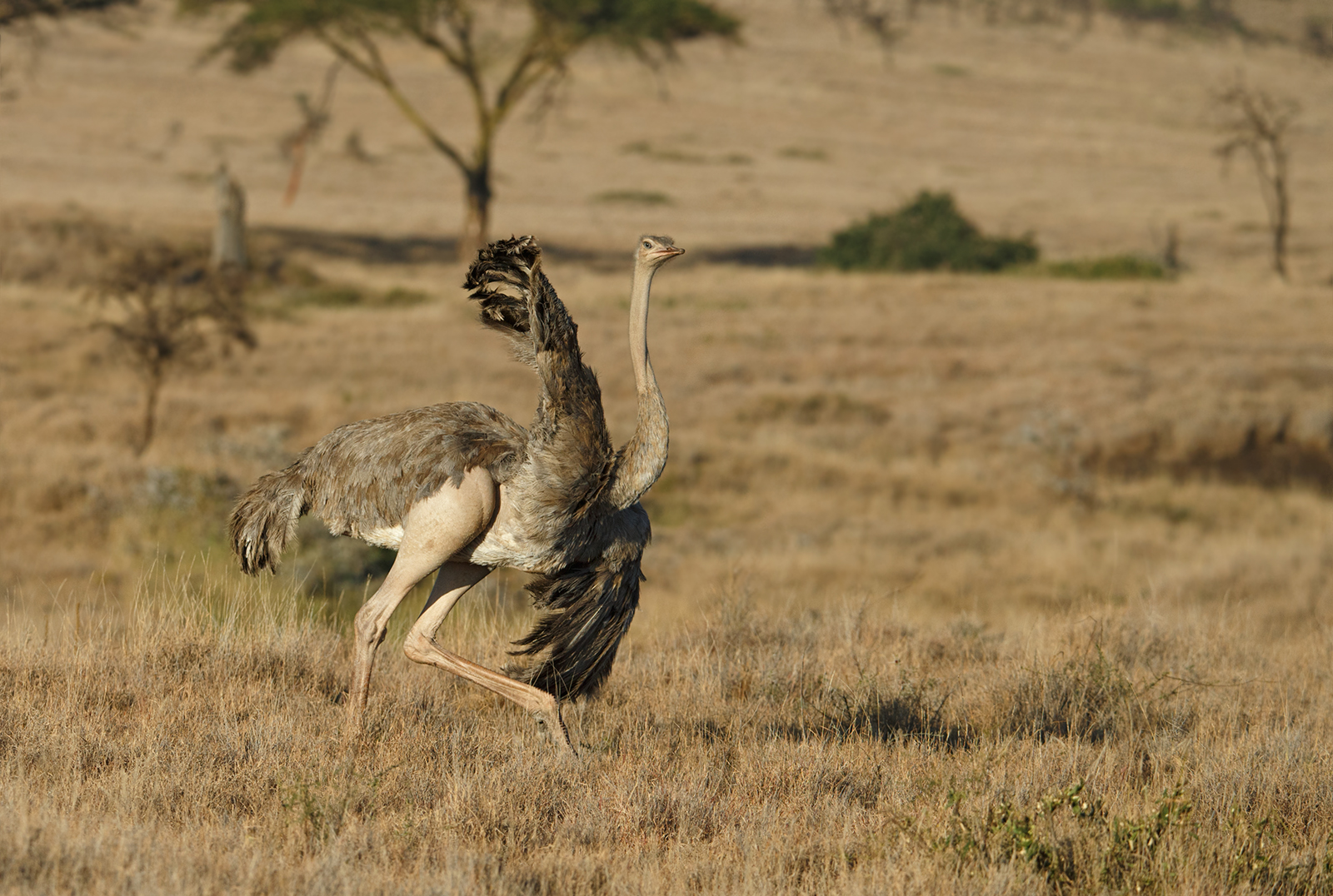 Female Ostrich