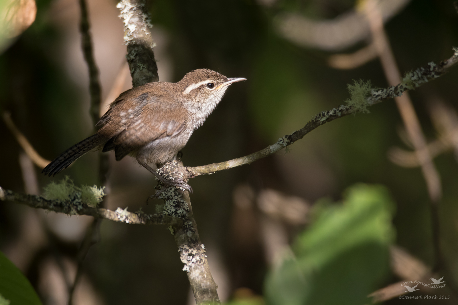 Bewick's Wren