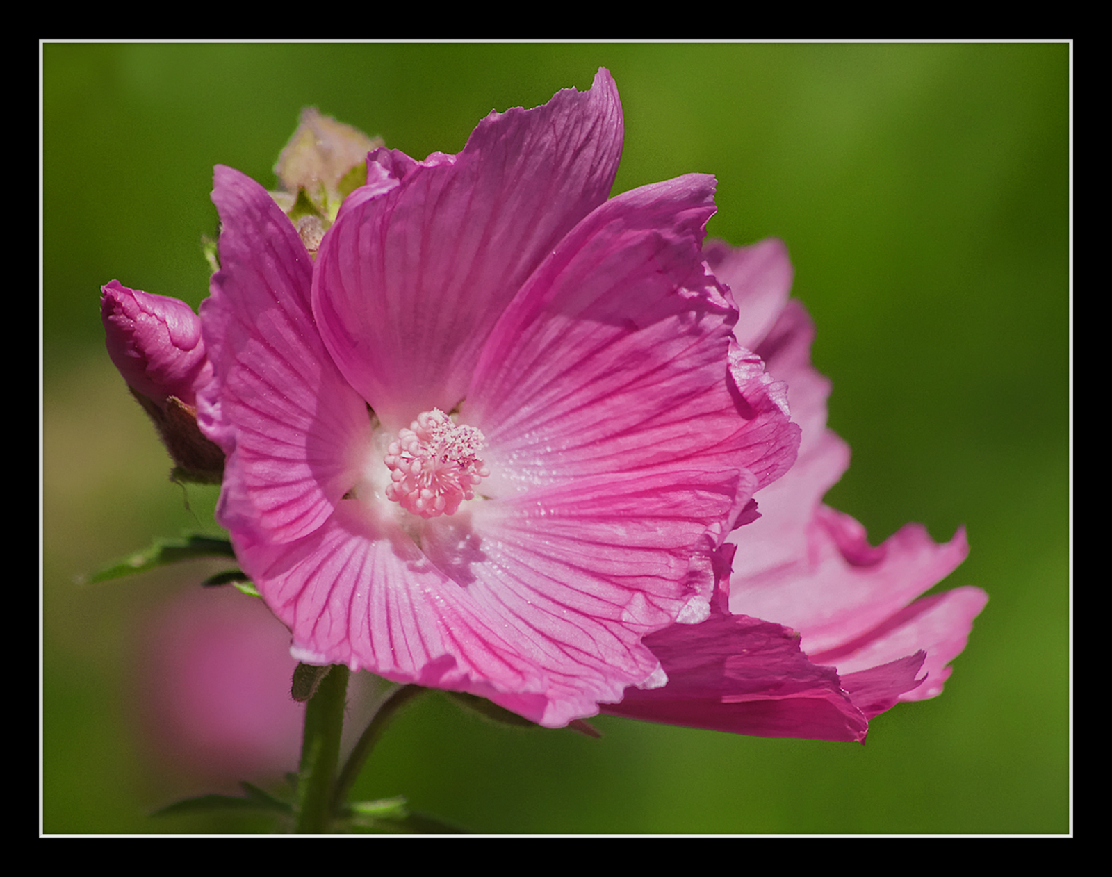 Mallow