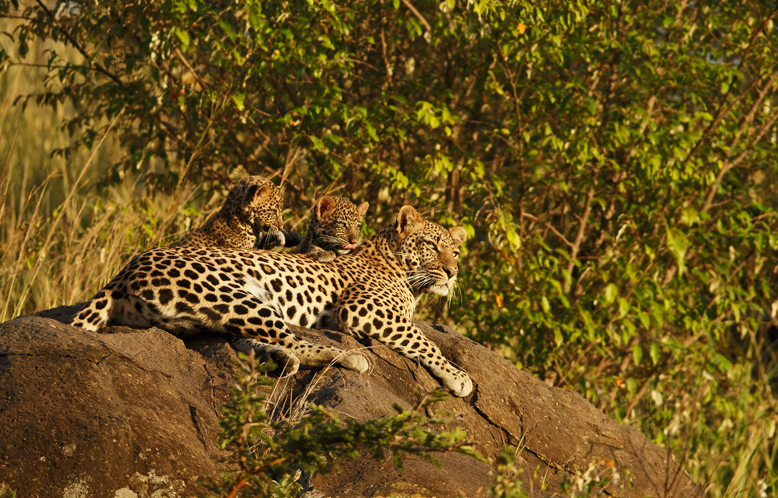 Late Night Leopards