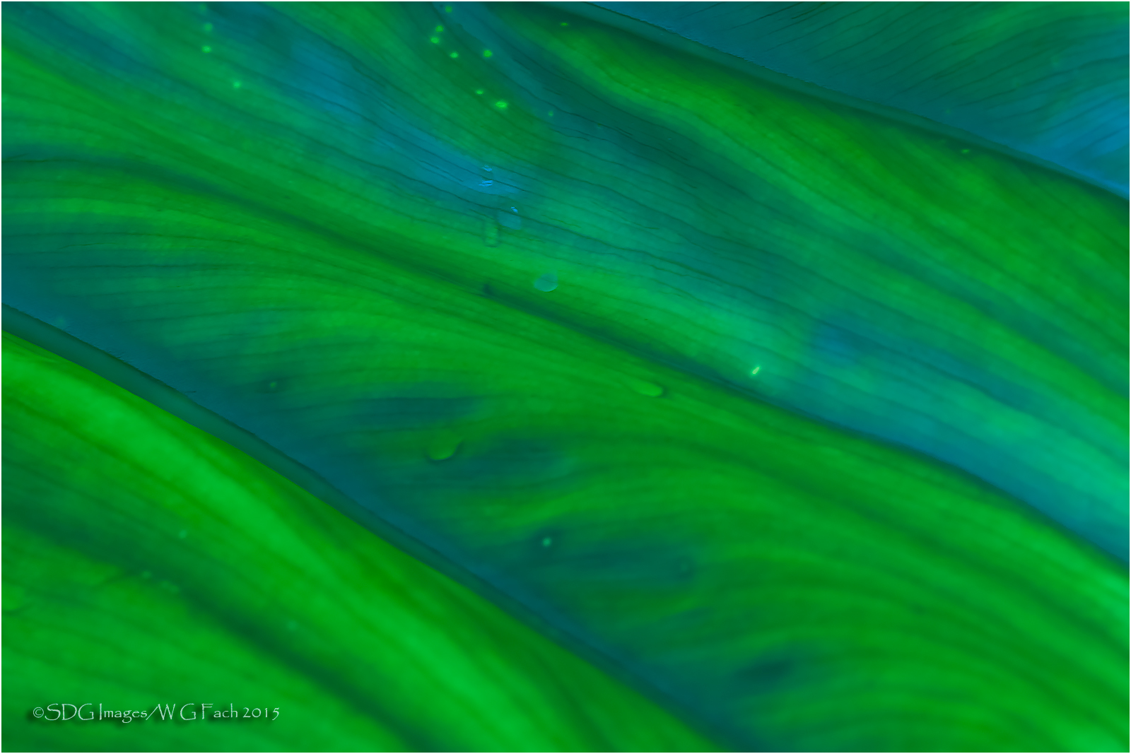 Green Wave