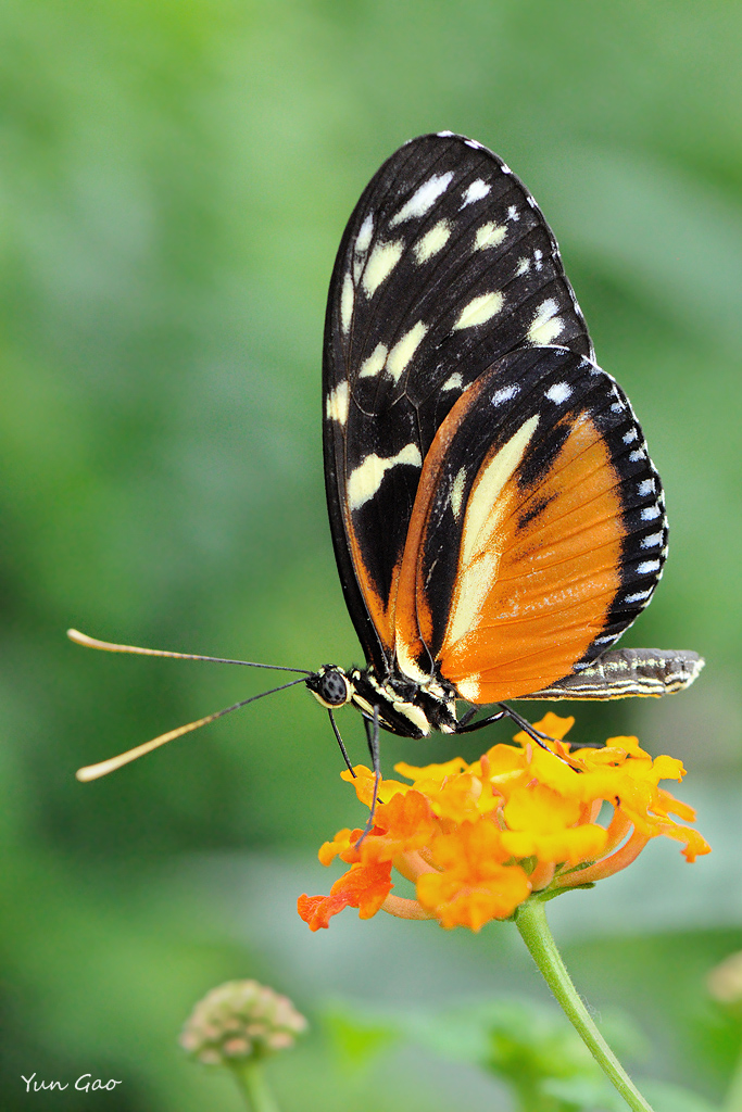 Tiger Longwing