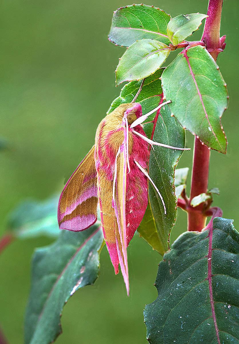 Elephant Hawk Moth