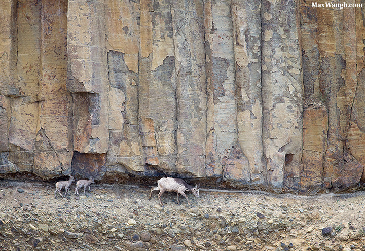 Bighorns in Yellowstone