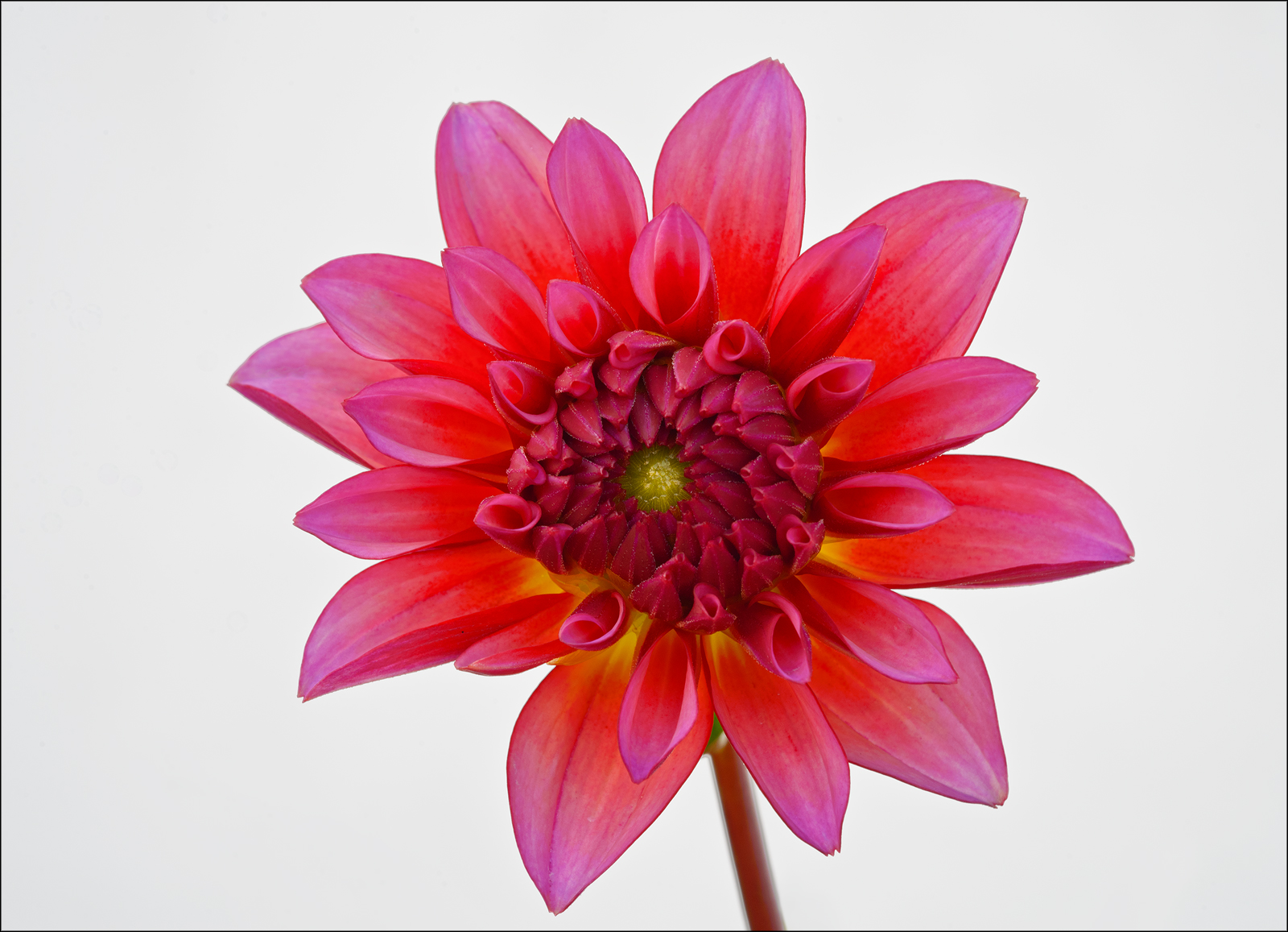 Red  Dahlia