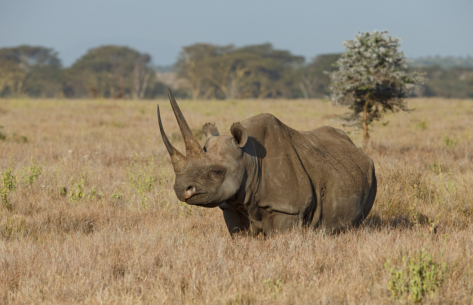 Black Rhino