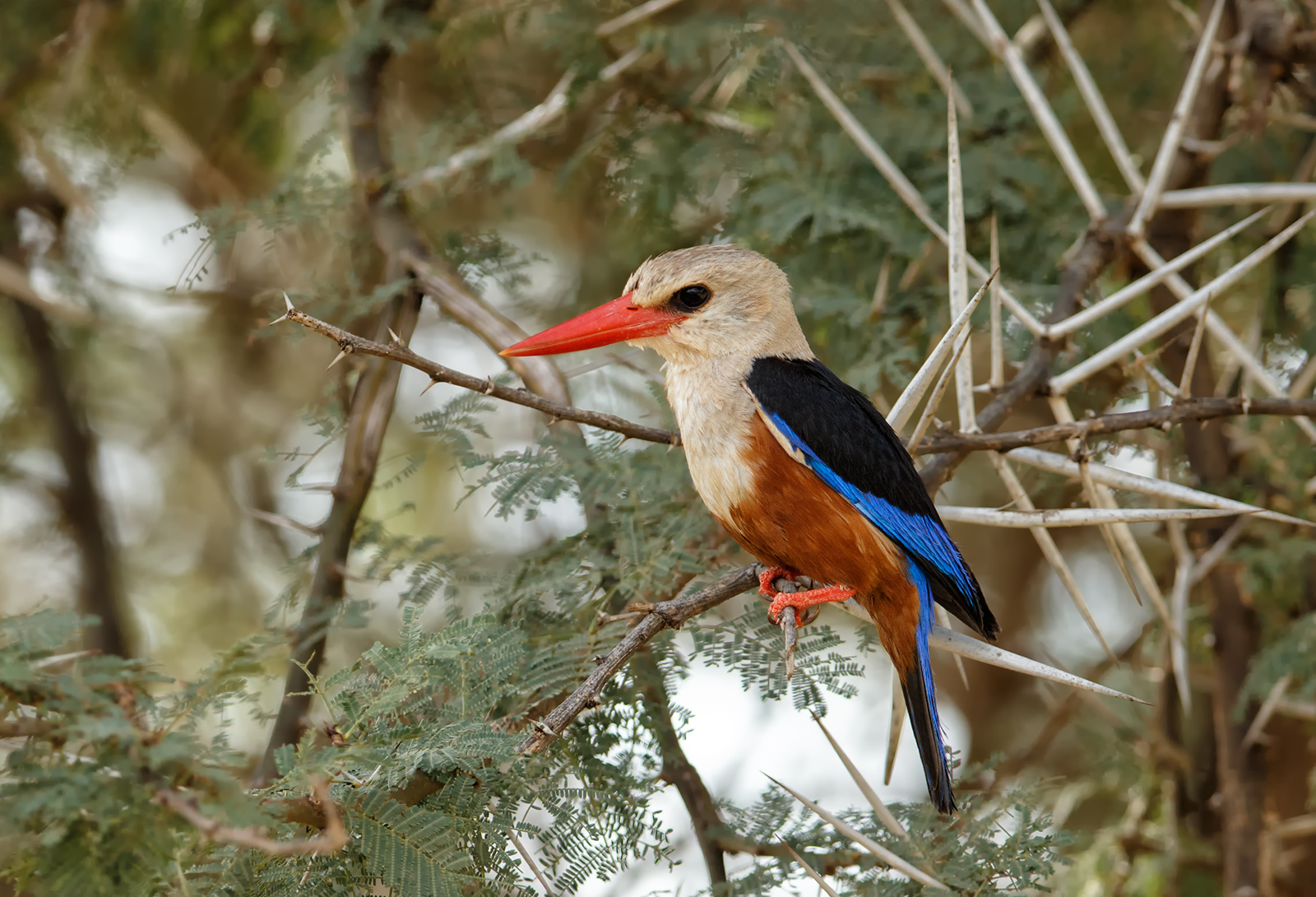 Grey Headed Kingfisher