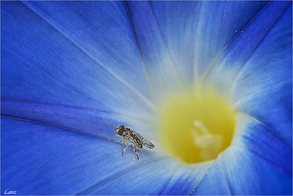 Pollen Prison