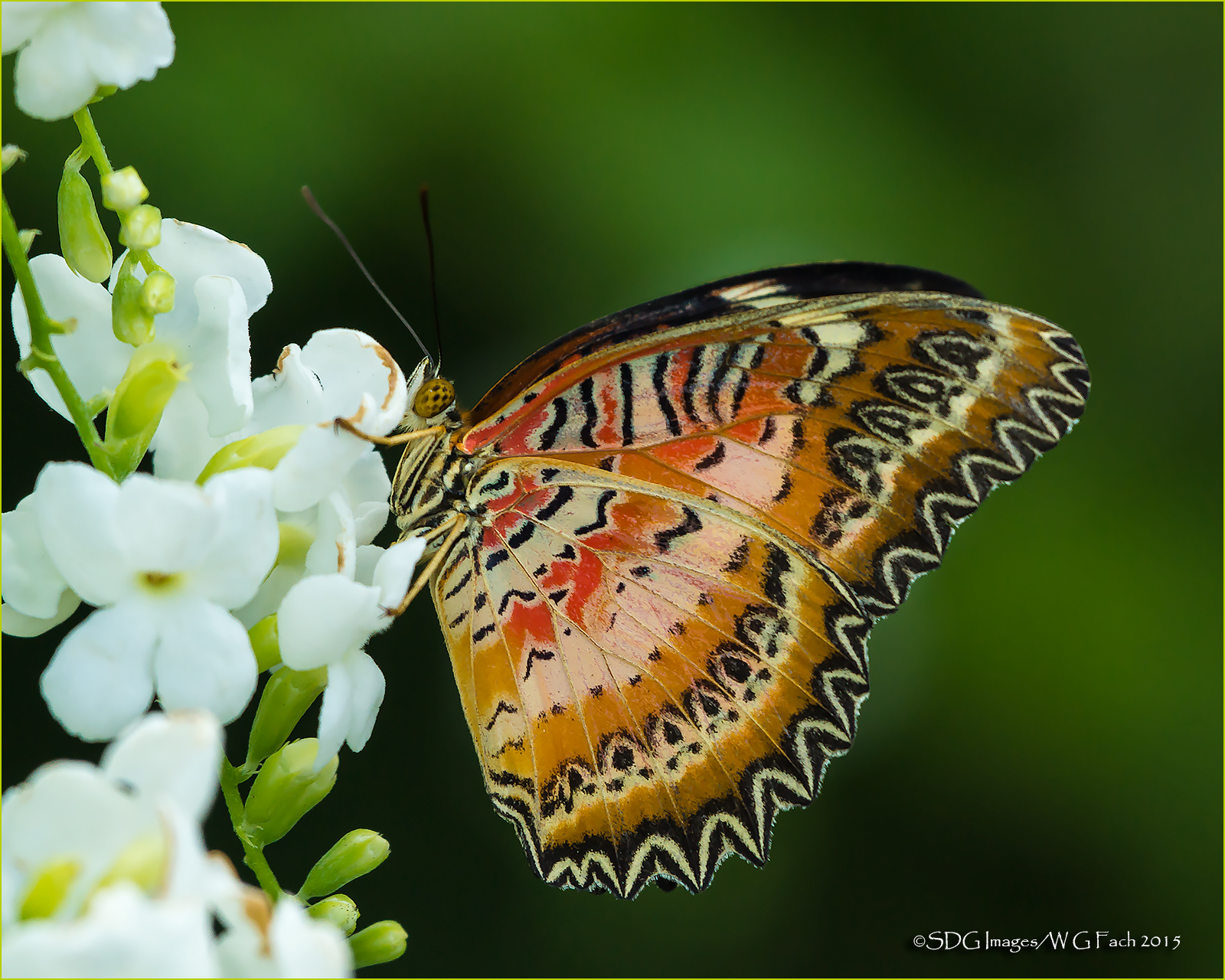 Red Lacewing