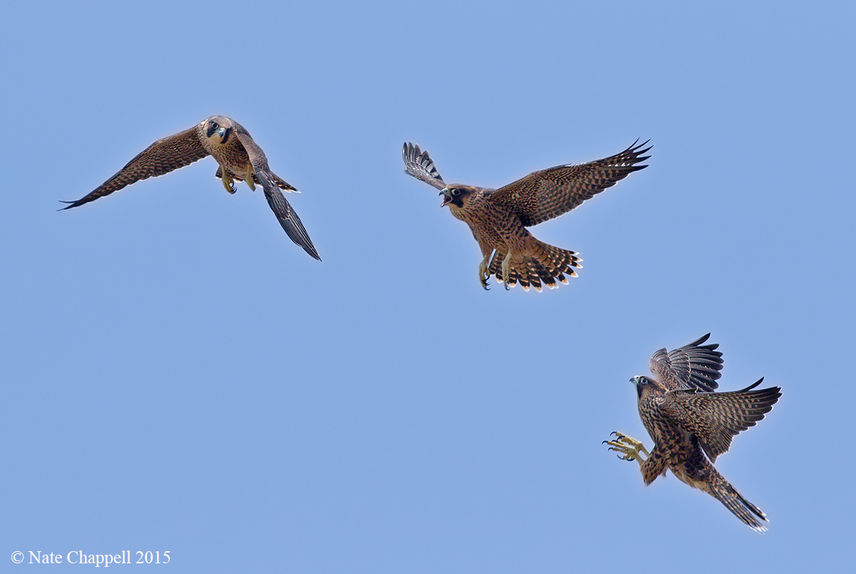 Peregrine Falcons