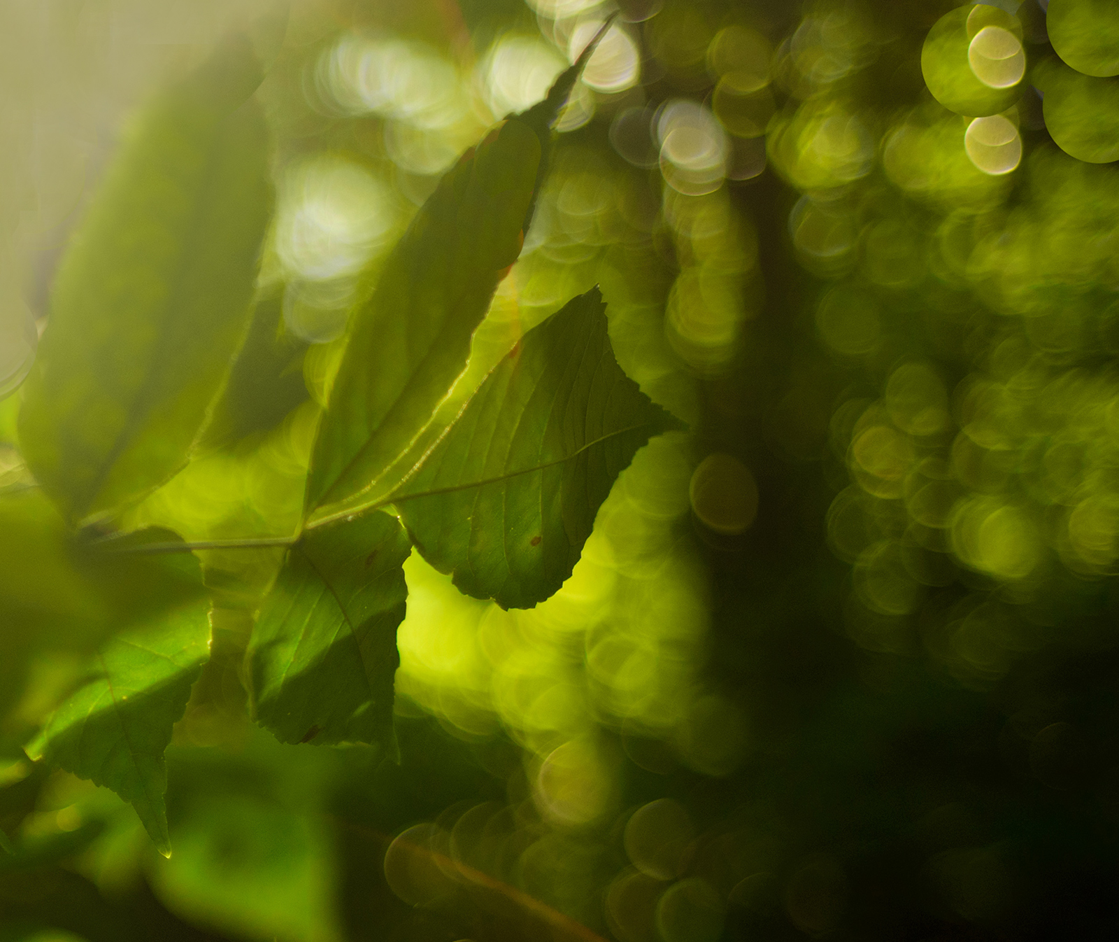 Elm  Leaf