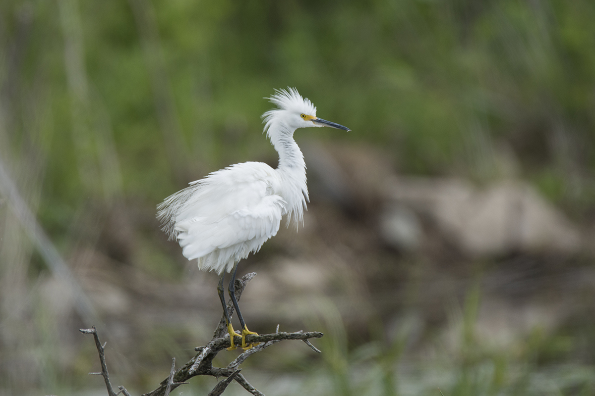 Egret