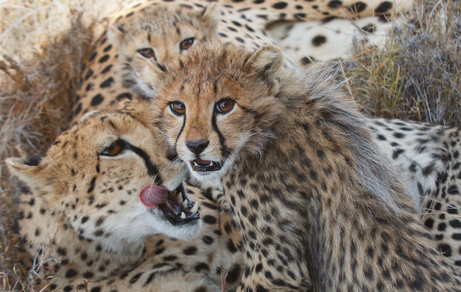 Bunch of Cheetah