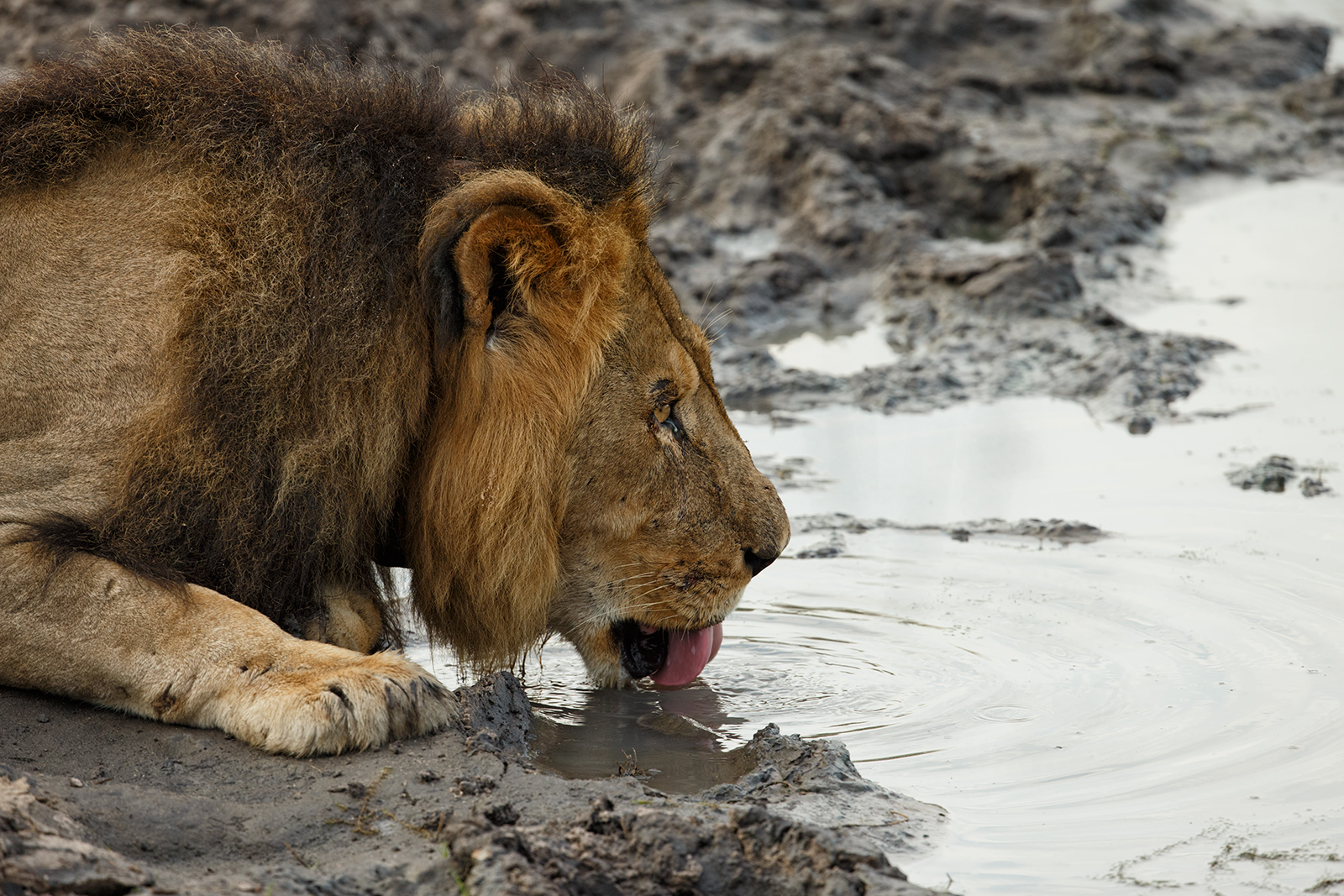 Thirsty Cecil