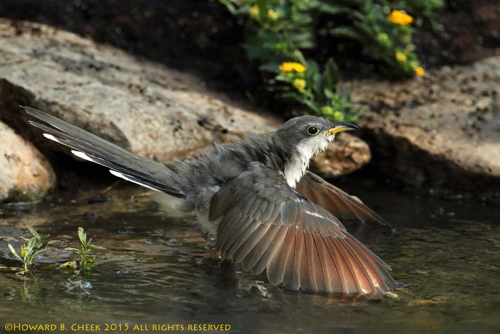 Cuckoo Cool-down 2