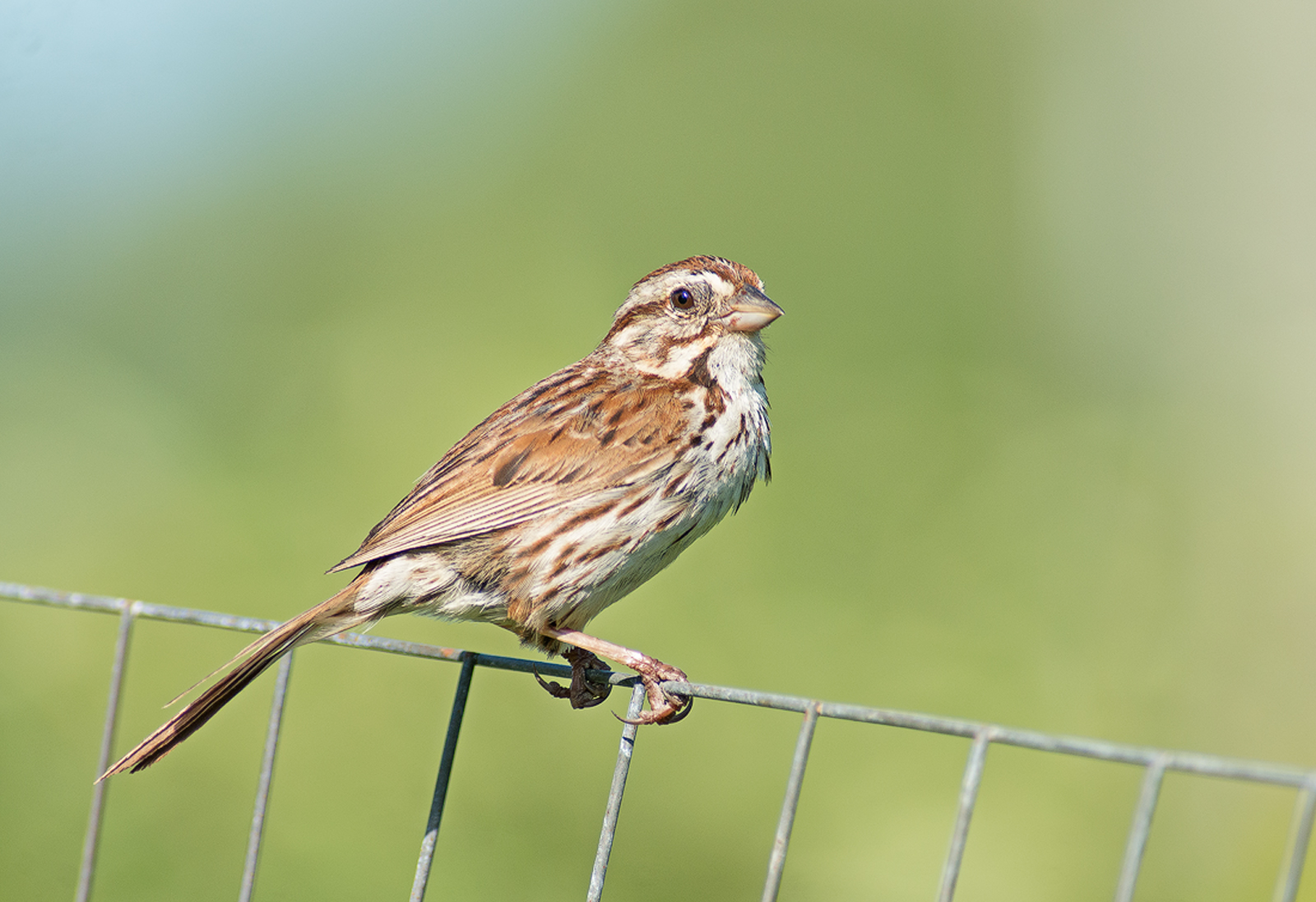 Song Sparrow Win 10 Test