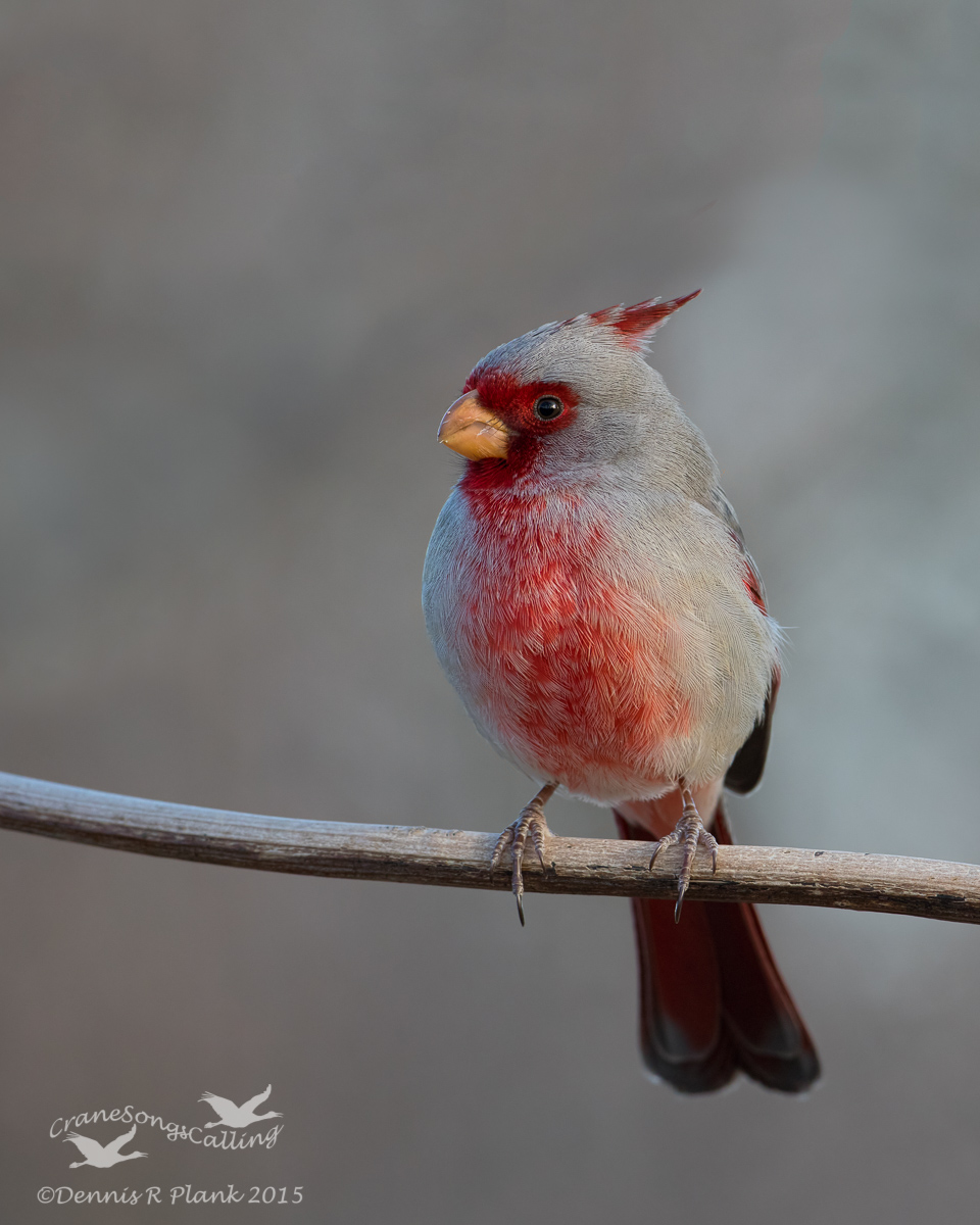 Pyrrhuloxia (m)