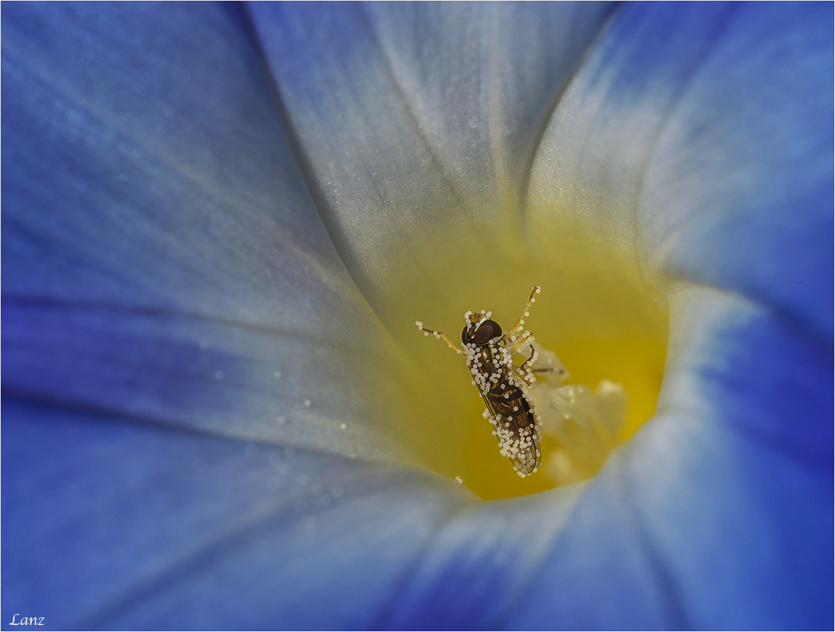 In Praise of Pollen