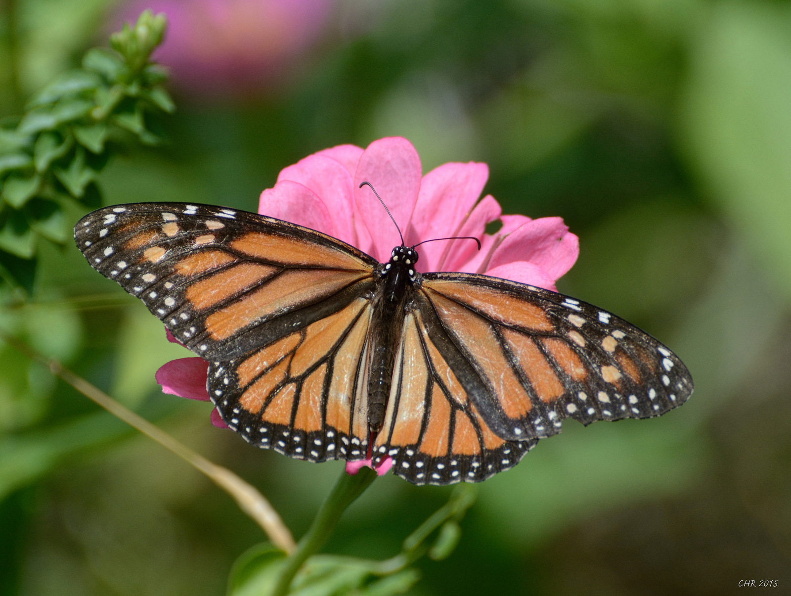 Monarch