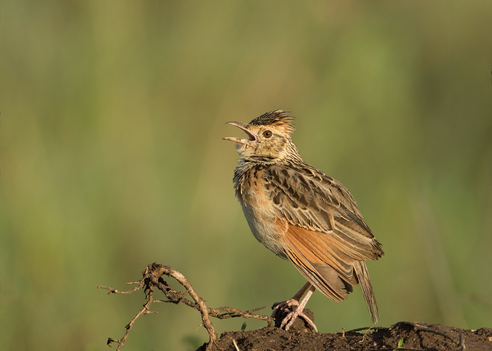 Red Winged Lark