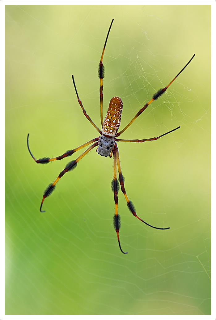 Another Goldensilk