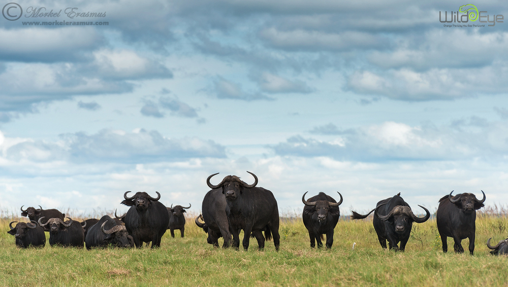 Chobe Buffalo Herd