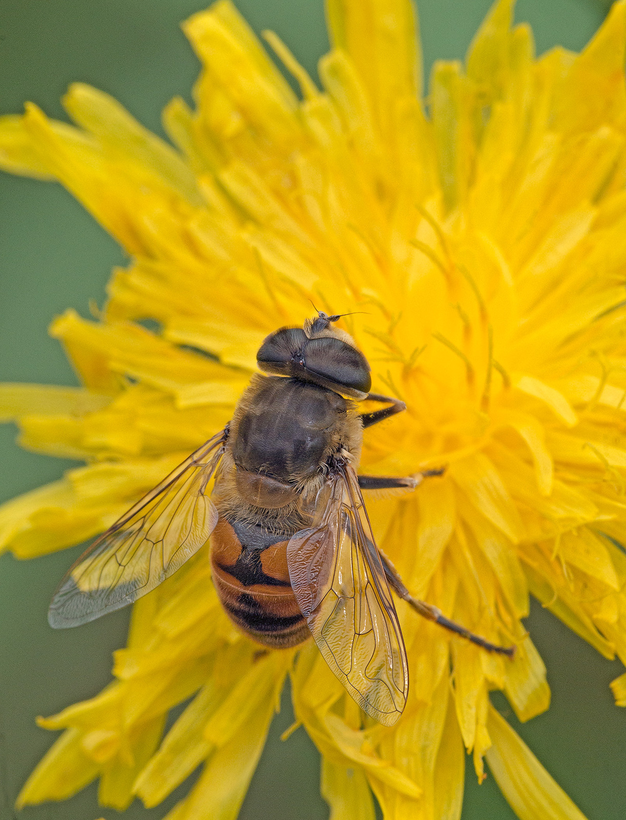 Syrphid Fly on Sonchus