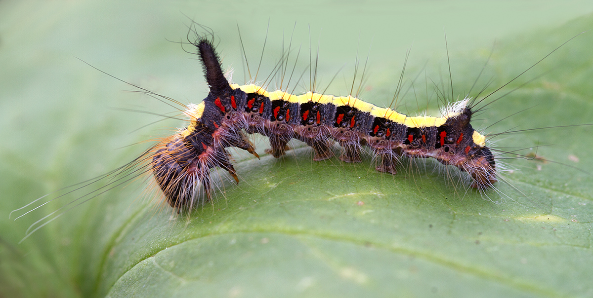 Grey Dagger