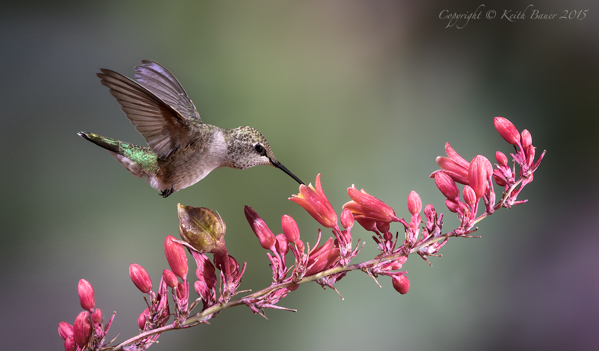 Hummer on a Yucca